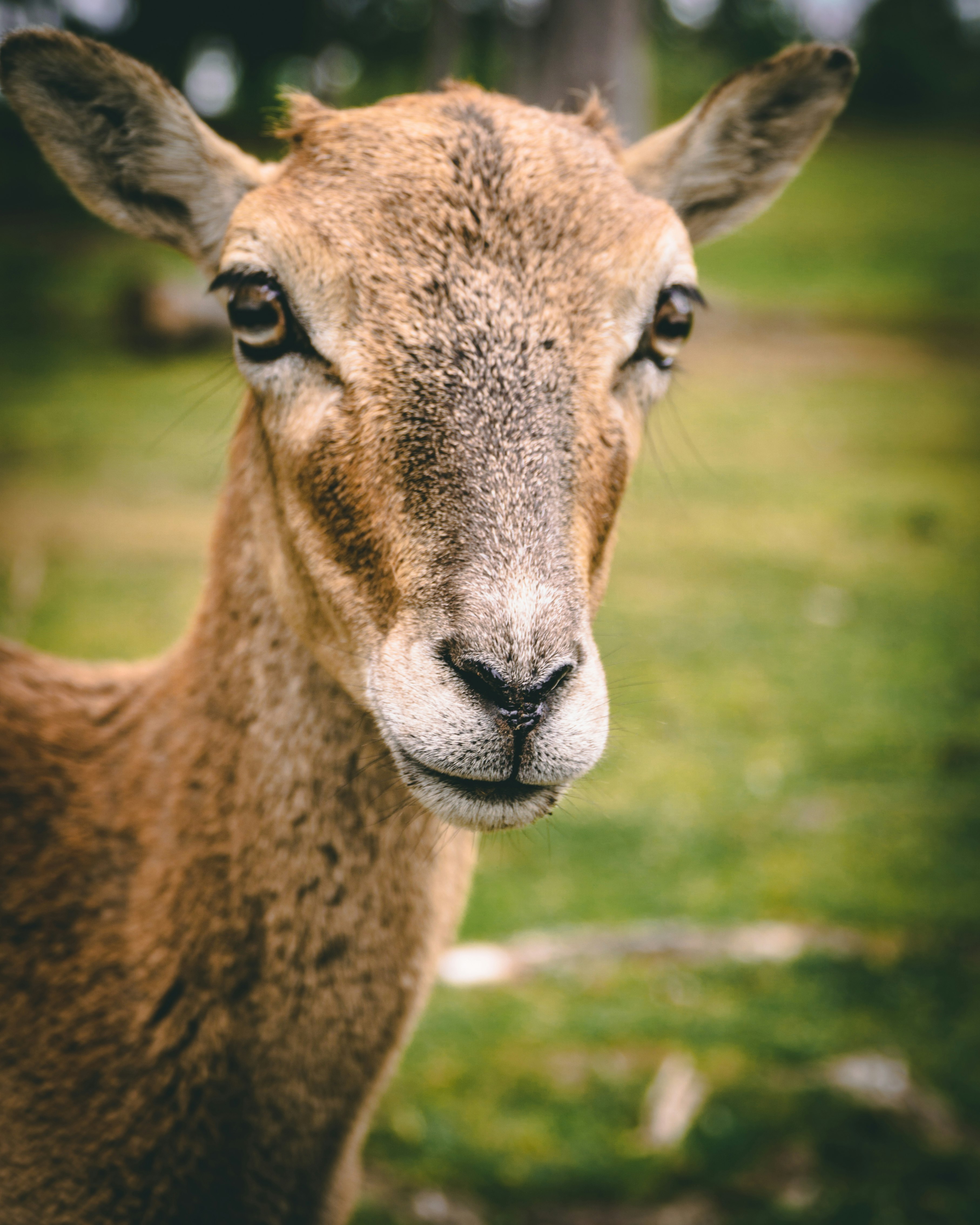 brown deer on green grass during daytime